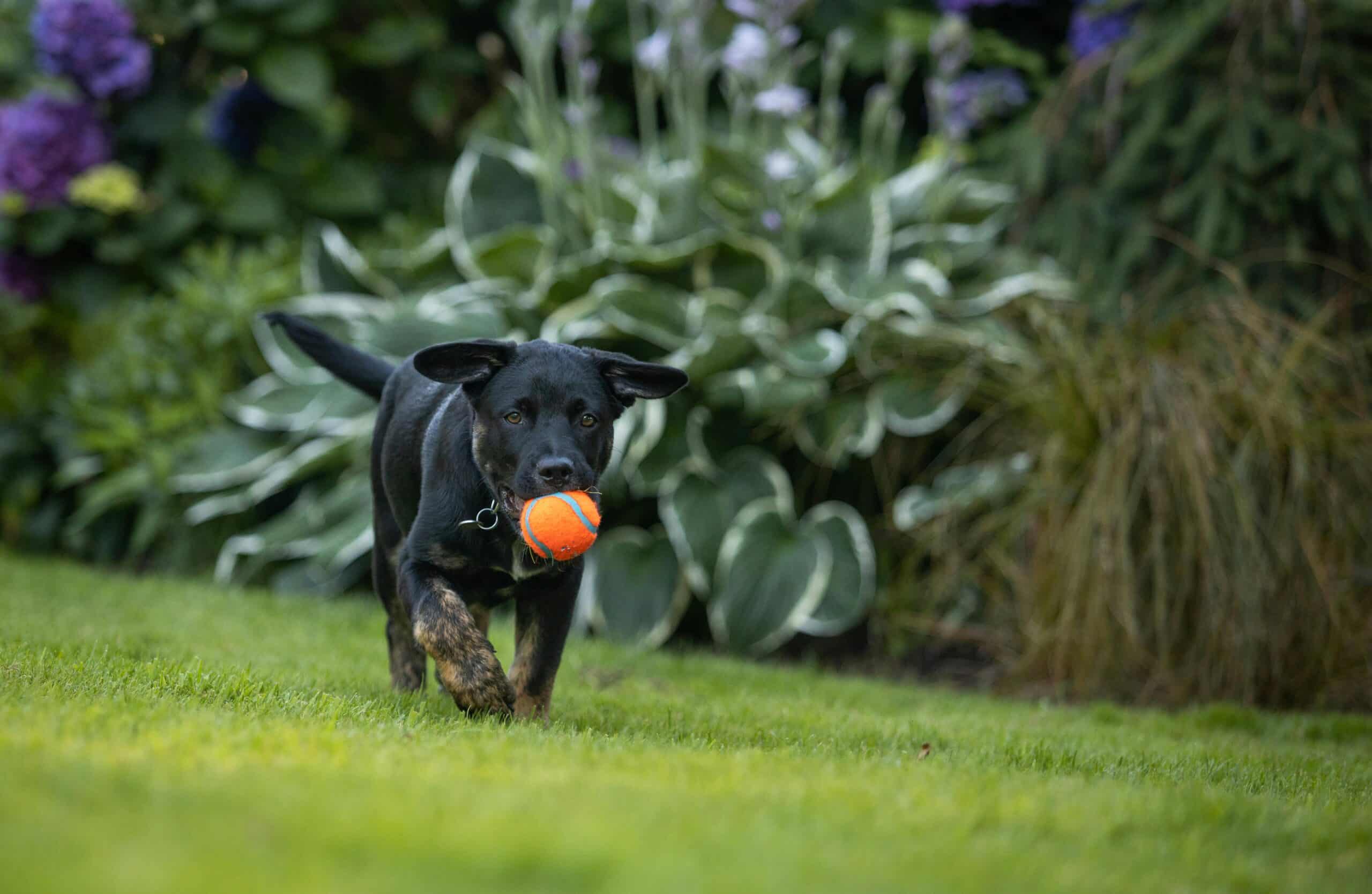 Pet friendly artificial Turf Tampa FL